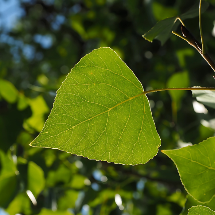 Untitled (574 x 359 px) (700 x 700 px) (5)